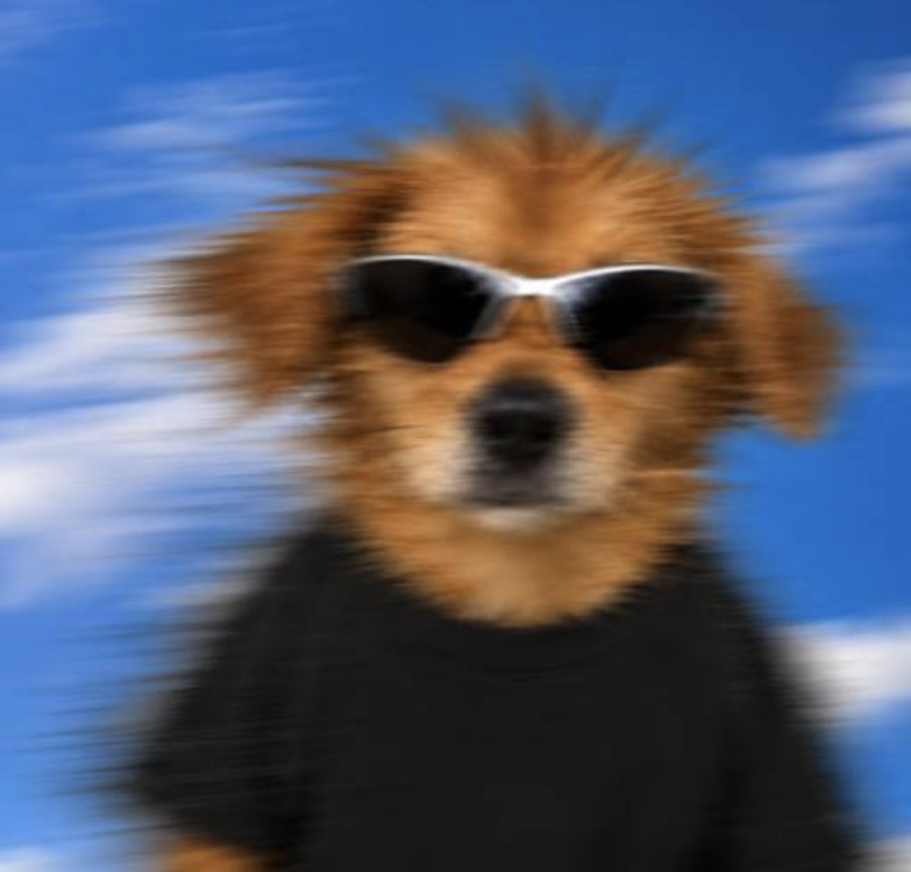 MOVER PF mascot: a golden dog in sunglasses and a black tee against a motion-blurred blue sky